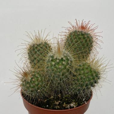 Mammillaria magnifica